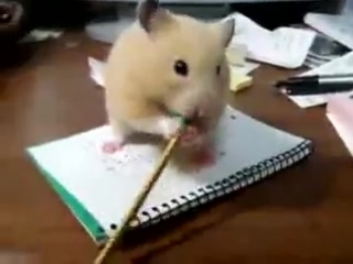hamster. just intoxication