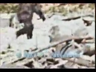 shooting of roger patterson, kirk gorge, northern california, (1967) - bigfoot.