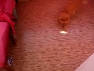 cat performs tap dance