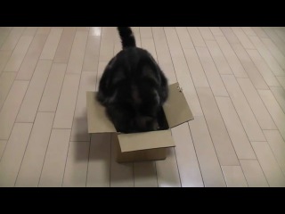 maru the cat and the box ... you need to lose weight)))