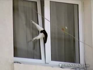 kote :d a man saved a cat stuck in a window