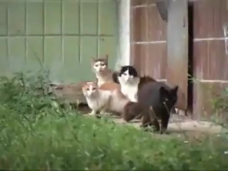 a rat chases 4 cats