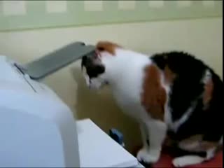 cat vs printer....